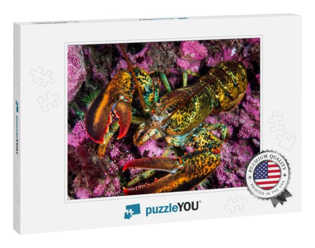 American Lobster Underwater Foraging for Food on R... Jigsaw Puzzle