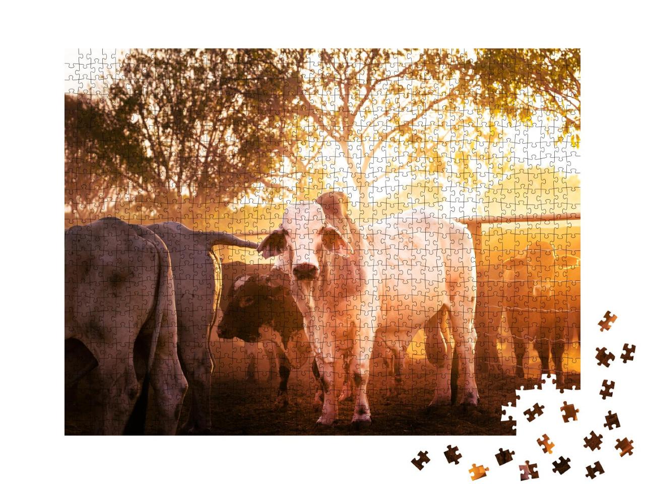 Puzzle 1000 Teile „Jungbullen im Gehege, Northern Territory in Australien“