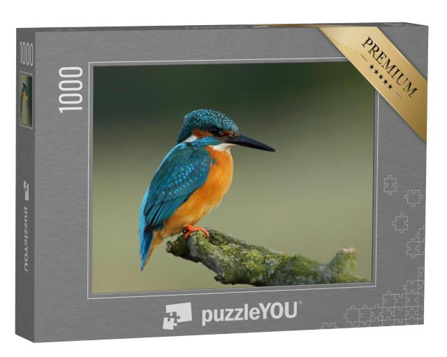 Puzzel 1000 stukjes „IJsvogel, Alcedo atthis“