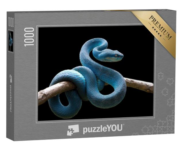 Puzzel 1000 stukjes „Blauwe adder op tak, Trimeresurus Insularis“