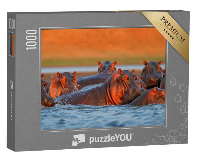 Puzzel 1000 stukjes „Nijlpaarden badend in het avondlicht, Zimbabwe, Afrika“