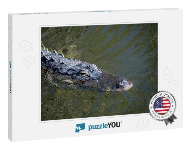Ochopee, Florida. American Alligator, Alligator Mississip... Jigsaw Puzzle