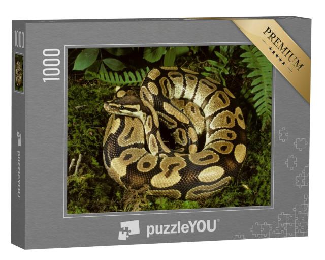 Puzzel 1000 stukjes „Prachtige balpython uit Afrika“