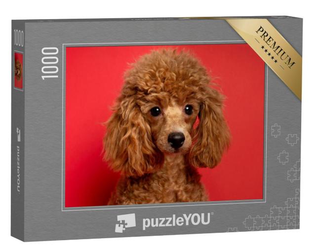 Puzzel 1000 stukjes „Schattige kleine poedel“