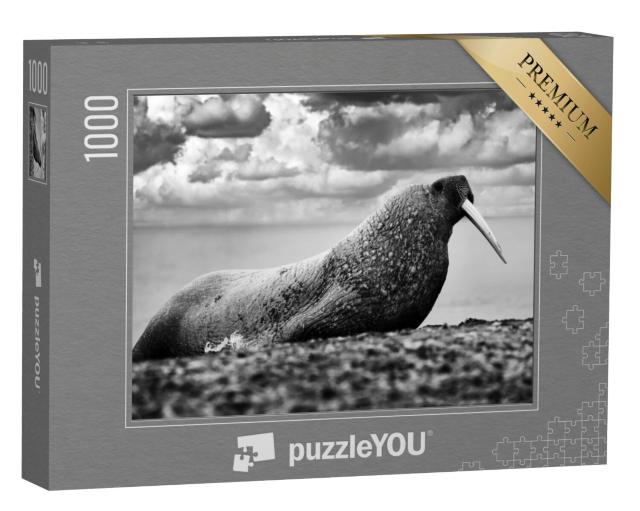 Puzzel 1000 stukjes „Walrus op een zandstrand op Spitsbergen, Noorwegen“