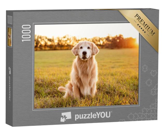 Puzzel 1000 stukjes „Golden Retriever op een weiland bij zonsondergang“