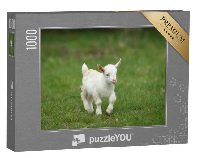 Puzzel 1000 stukjes „Witte babygeit in het gras, New England, VS“