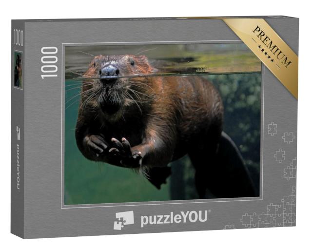 Puzzel 1000 stukjes „Een bever in het water“