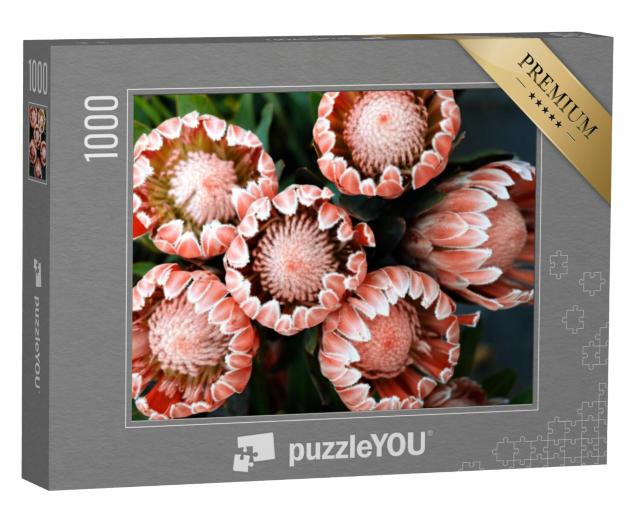 Puzzel 1000 stukjes „De Königsprotea met grote knoppen“