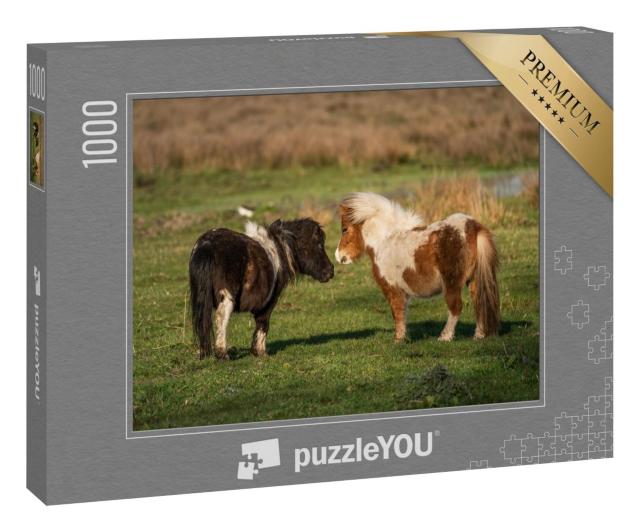 Puzzle 1000 Teile „Pony-Freunde: Shetlandponys auf den Weiden von Limburg, Niederlande“