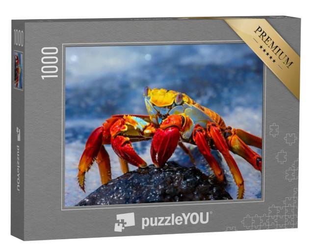 Puzzel 1000 stukjes „Sally Lightfoot krab op een lavasteen, Galapagos“