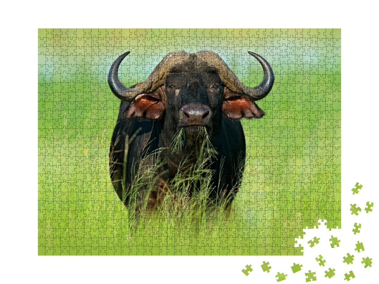 Puzzle 1000 Teile „Afrikanischer Büffel im Okavango-Delta, Botswana“