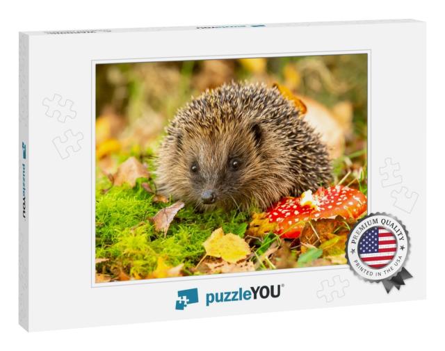 Hedgehog, Scientific Name Erinaceus Europaeus Wild, Nativ... Jigsaw Puzzle