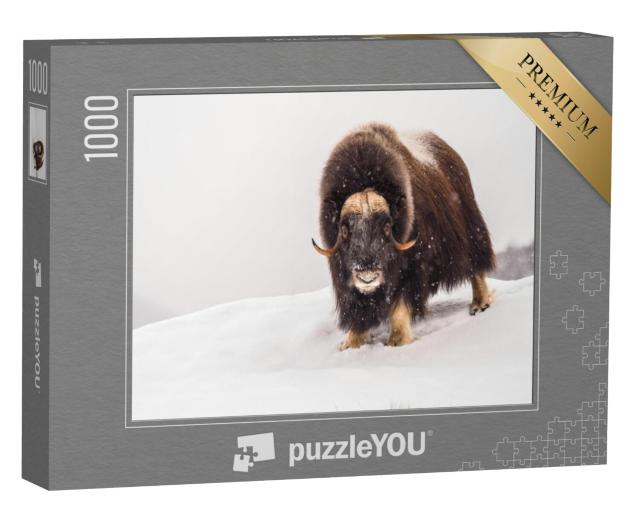 Puzzel 1000 stukjes „Muskusos in de poolwinter“