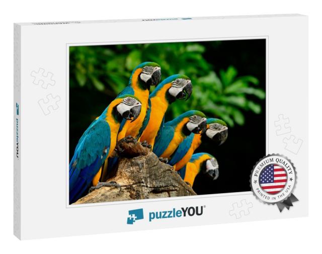 Many of Blue-And-Yellow Ara Ararauna or Blue-And-Gold Mac... Jigsaw Puzzle