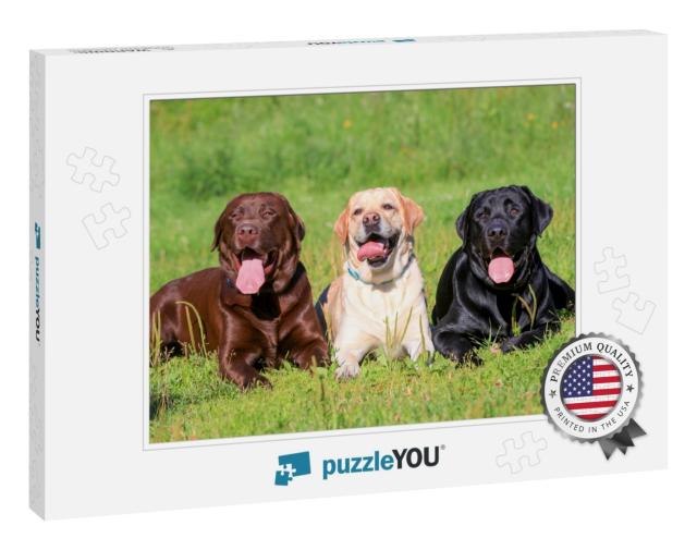Three Labrador Retriever Dogs on the Grass, Black, Chocol... Jigsaw Puzzle