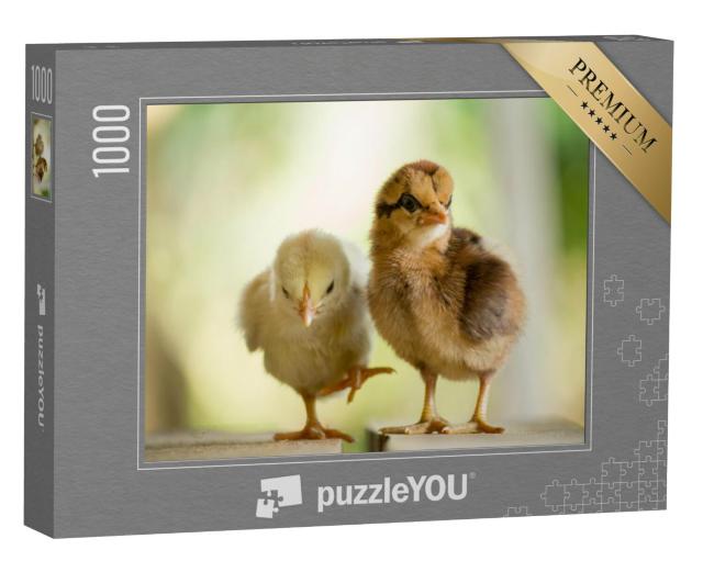 Puzzel 1000 stukjes „Twee schattige kuikentjes“