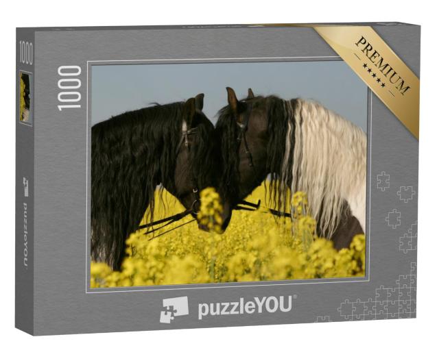 Puzzel 1000 stukjes „Twee Friese paarden voorhoofd tegen voorhoofd in het koolzaadveld“