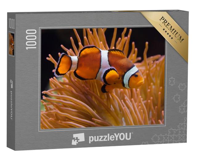 Puzzel 1000 stukjes „Ocellaris maanvis, Amphiprion ocellaris“