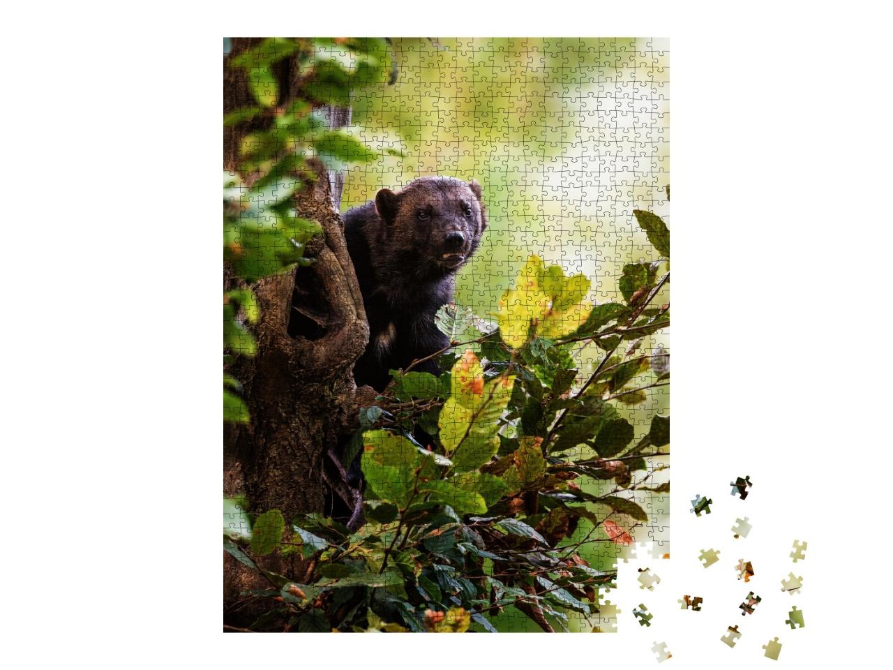 Puzzle 1000 Teile „Vielfraß, Gulo gulo, klettert auf einen Baum, grüne Blätter“