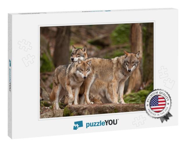 Gray Wolf, Grey Wolf, Canis Lupus... Jigsaw Puzzle