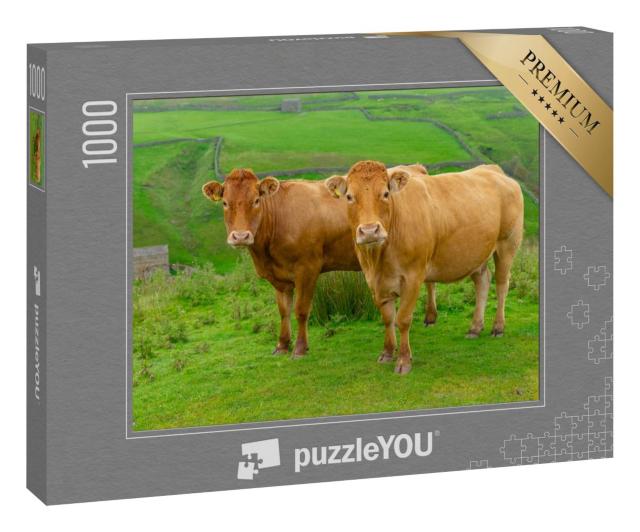 Puzzle 1000 Teile „Zwei schöne Limousin-Kühe auf den High Fells bei Keld in North Yorkshire“
