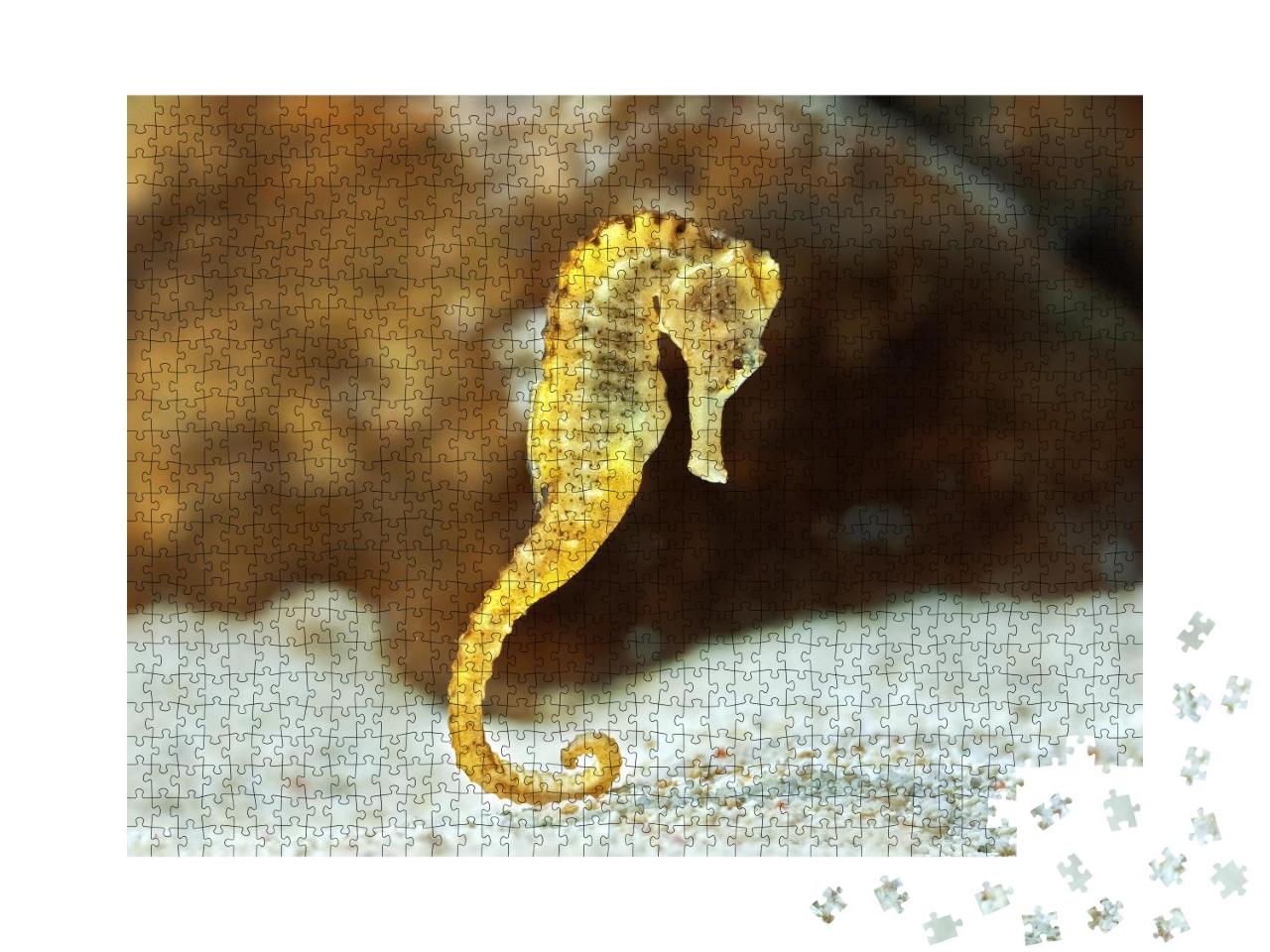 Puzzle 1000 Teile „Exemplar des langrüsseligen Hippocampus, auch bekannt als Seepferdchen“