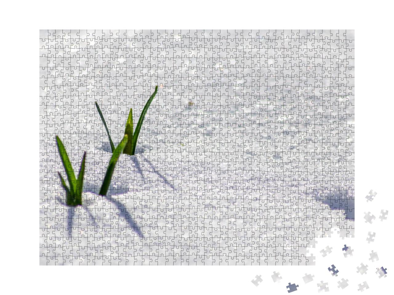 Puzzle 1000 Teile „Vorboten des Frühlings: Frisches Grün blinzelt durch die Schneedecke“