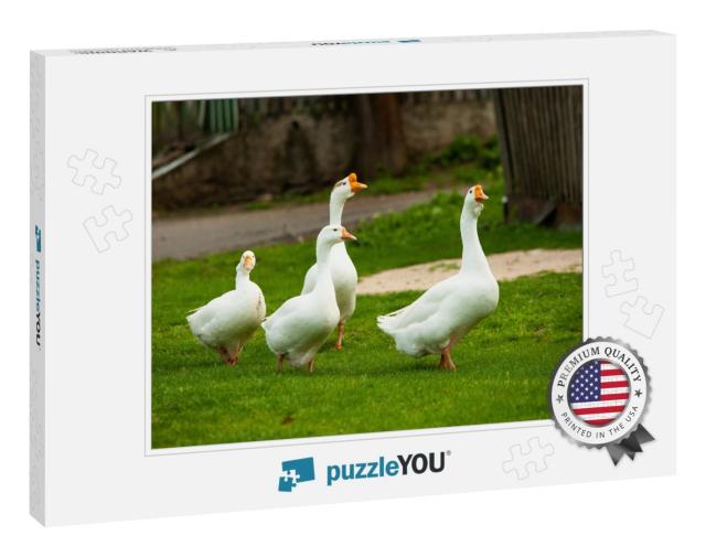Flock of White Domestic Geese on the Pasture. Big White G... Jigsaw Puzzle
