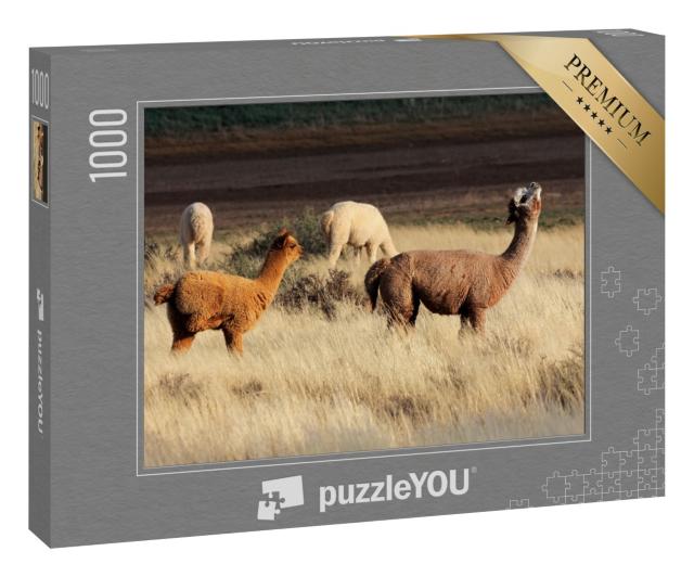 Puzzle „Alpakas (Vicugna pacos) sind eine domestizierte südamerikanische Kamelart“