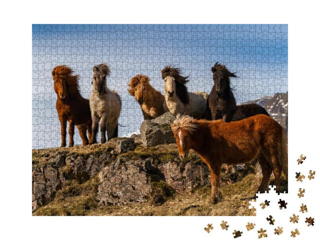 Puzzle 1000 Teile „Eine Herde von Island-Pferden im rauhen Wind“