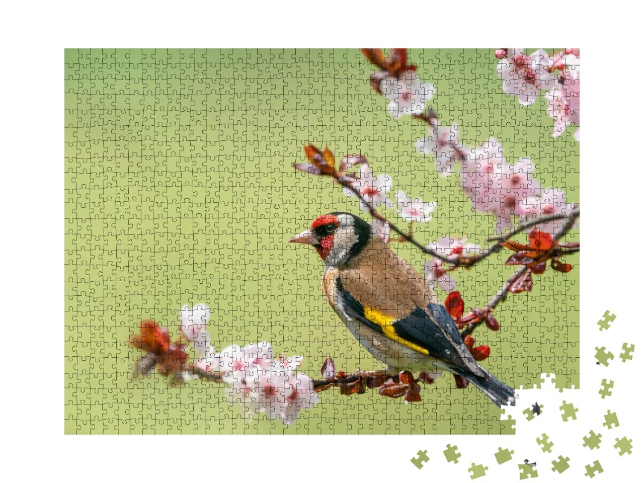 Puzzle 1000 Teile „Bunter Stieglitz auf einem Blütenzweig“