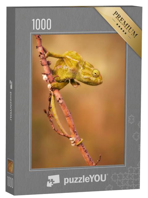 Puzzel 1000 stukjes „Gewone kameleon (Chamaeleo chamaeleon)“