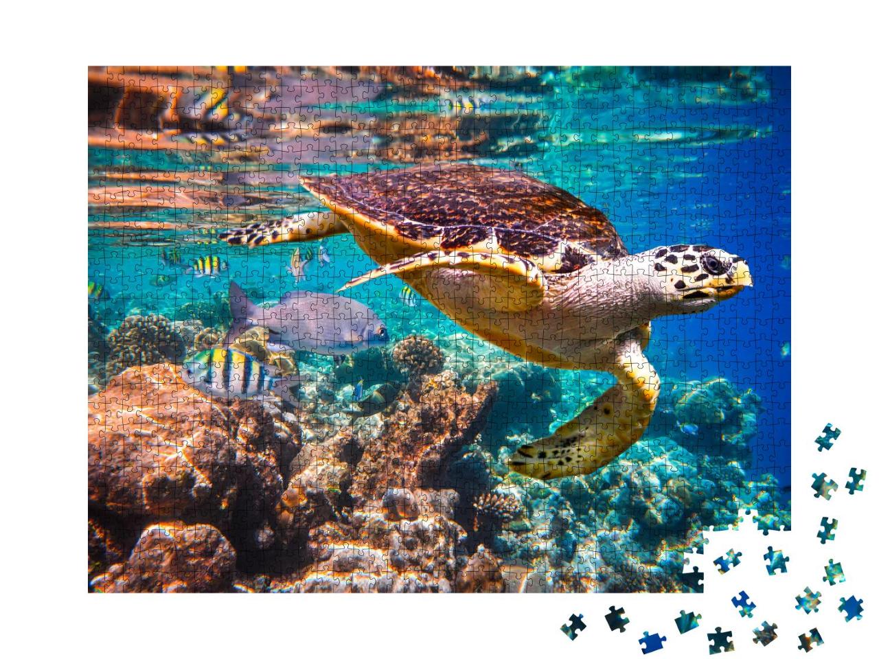 Puzzle 1000 Teile „Echte Karettschildkröte im Korallenriff“