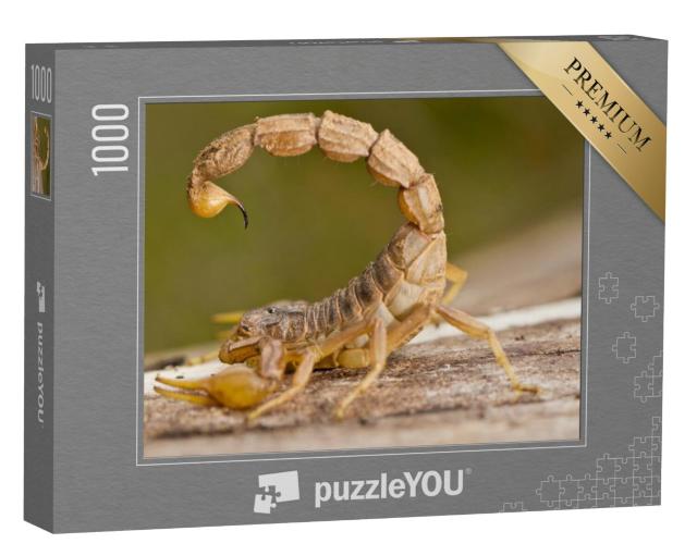 Puzzel 1000 stukjes „Close-up van een Buthus schorpioen“