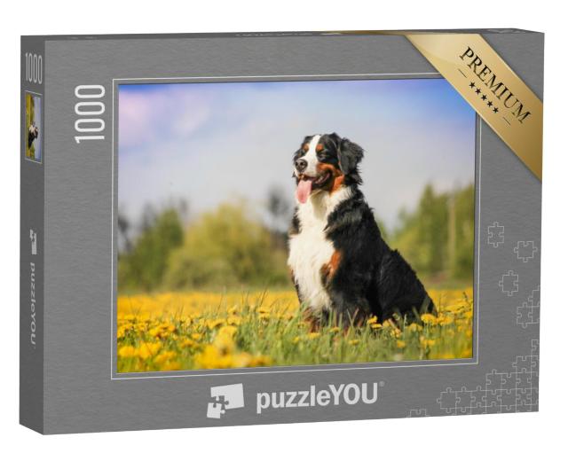 Puzzel 1000 stukjes „Berner Sennenhond in een mooie lentebloemenweide“