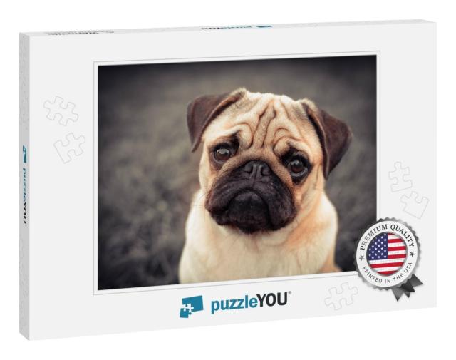 Portrait of Beautiful Male Pug Puppy Dog Siting in Front... Jigsaw Puzzle
