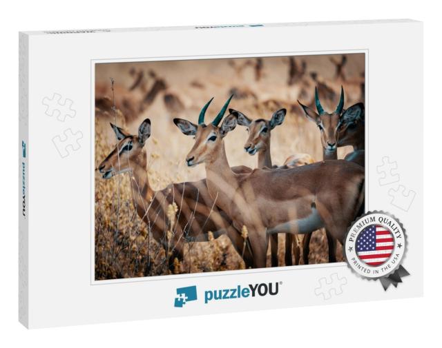 Group of Impala Antelopes Standing in the High Grass of C... Jigsaw Puzzle