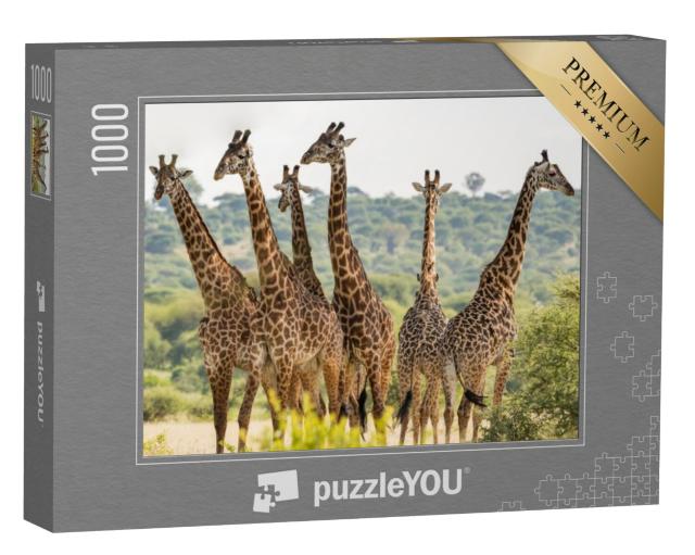 Puzzel 1000 stukjes „Kudde giraffen in het Tarangire National Park, Tanzania“