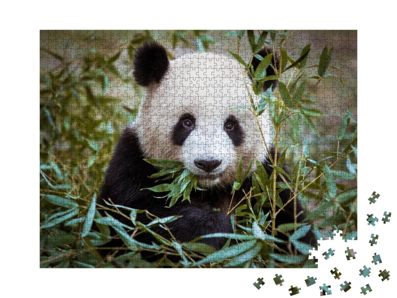 Puzzle 1000 Teile „Riesenpanda, den Mund voller Bambus“