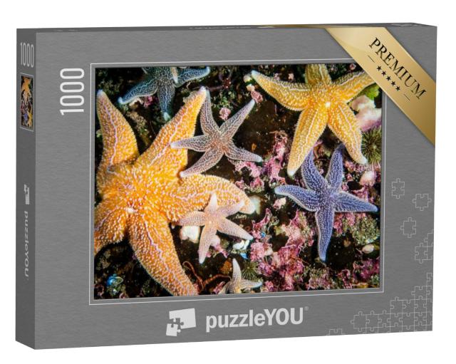 Puzzel 1000 stukjes „Kleurrijke zeesterren in alle maten“