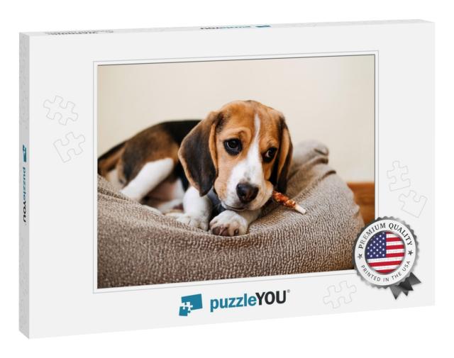 Dog Snack Chewing Sticks for Puppies. Beagle Puppy Eating... Jigsaw Puzzle