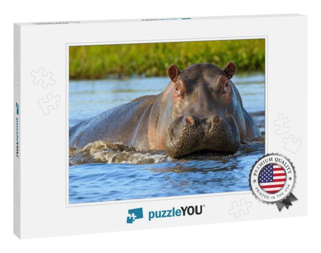 Hippopotamus Hippos in Liwonde N. P. - Malawi... Jigsaw Puzzle