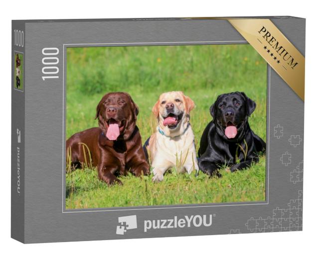 Puzzel 1000 stukjes „Zwarte, lichtbruine en bruine Labrador Retriever op een weiland“