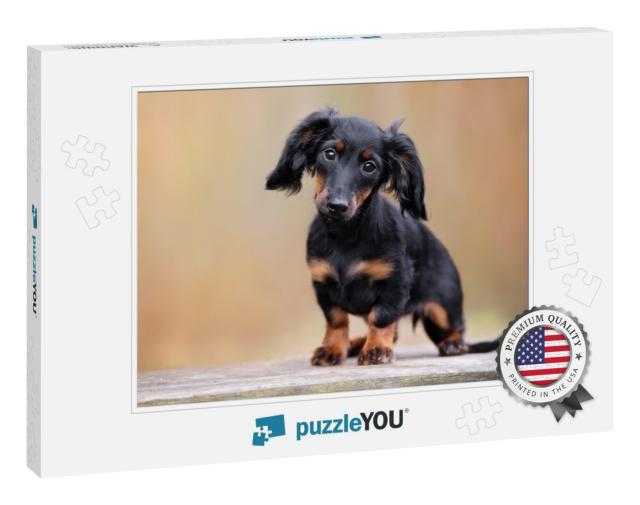 Black Dachshund Puppy Portrait Outdoors... Jigsaw Puzzle