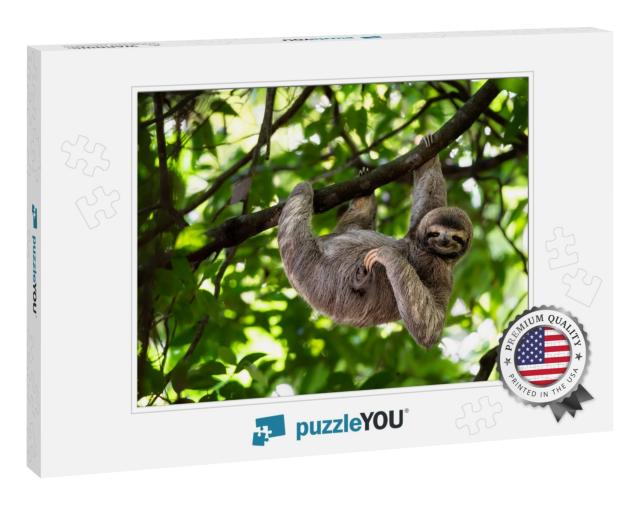 Cute Sloth Hanging on Tree Branch with Funny Face Look, P... Jigsaw Puzzle