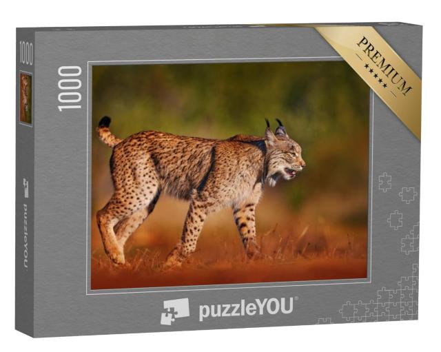 Puzzel 1000 stukjes „Iberische lynx, wilde kat op het Iberisch schiereiland“