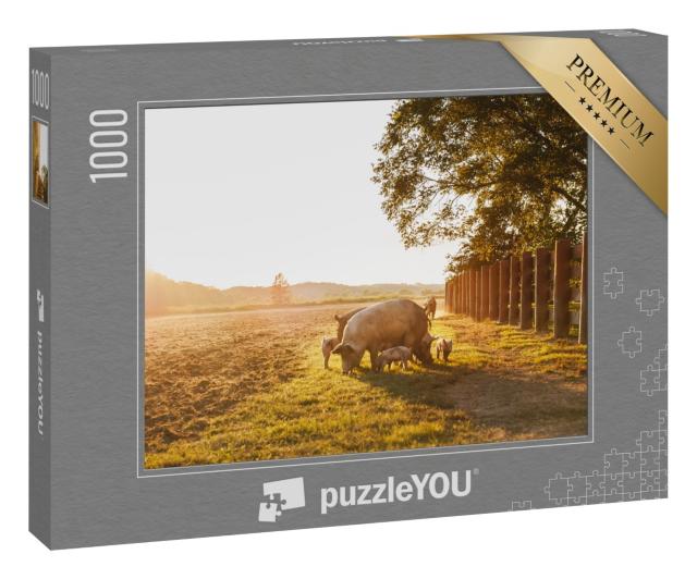 Puzzle 1000 Teile „Hausschwein mit kleinen Ferkelchen auf einer Wiese im Sonnenuntergang“