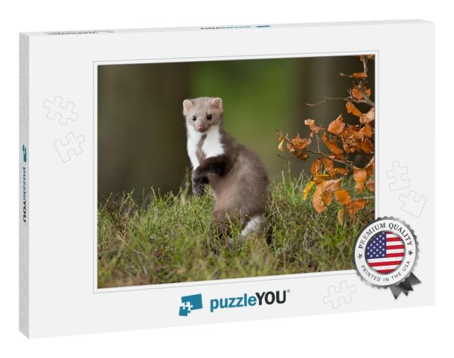 European Pine Marten Martes Martes, Known Most Commonly a... Jigsaw Puzzle