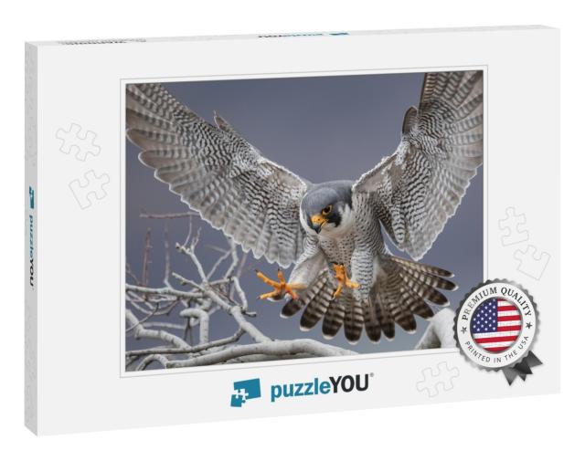 Peregrine Falcon in New Jersey... Jigsaw Puzzle